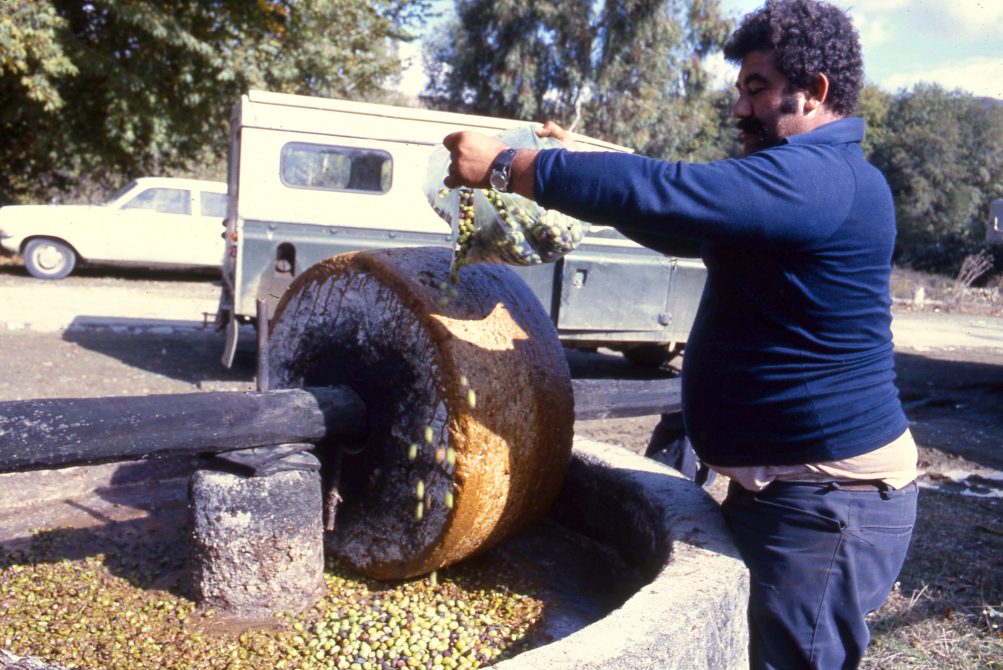 Traditional Olive Oil Production Cyprus Exploration Unlimited