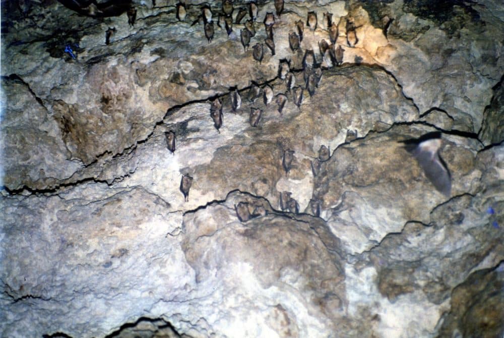 The Cyprus Bat Cave Cyprus Exploration Unlimited